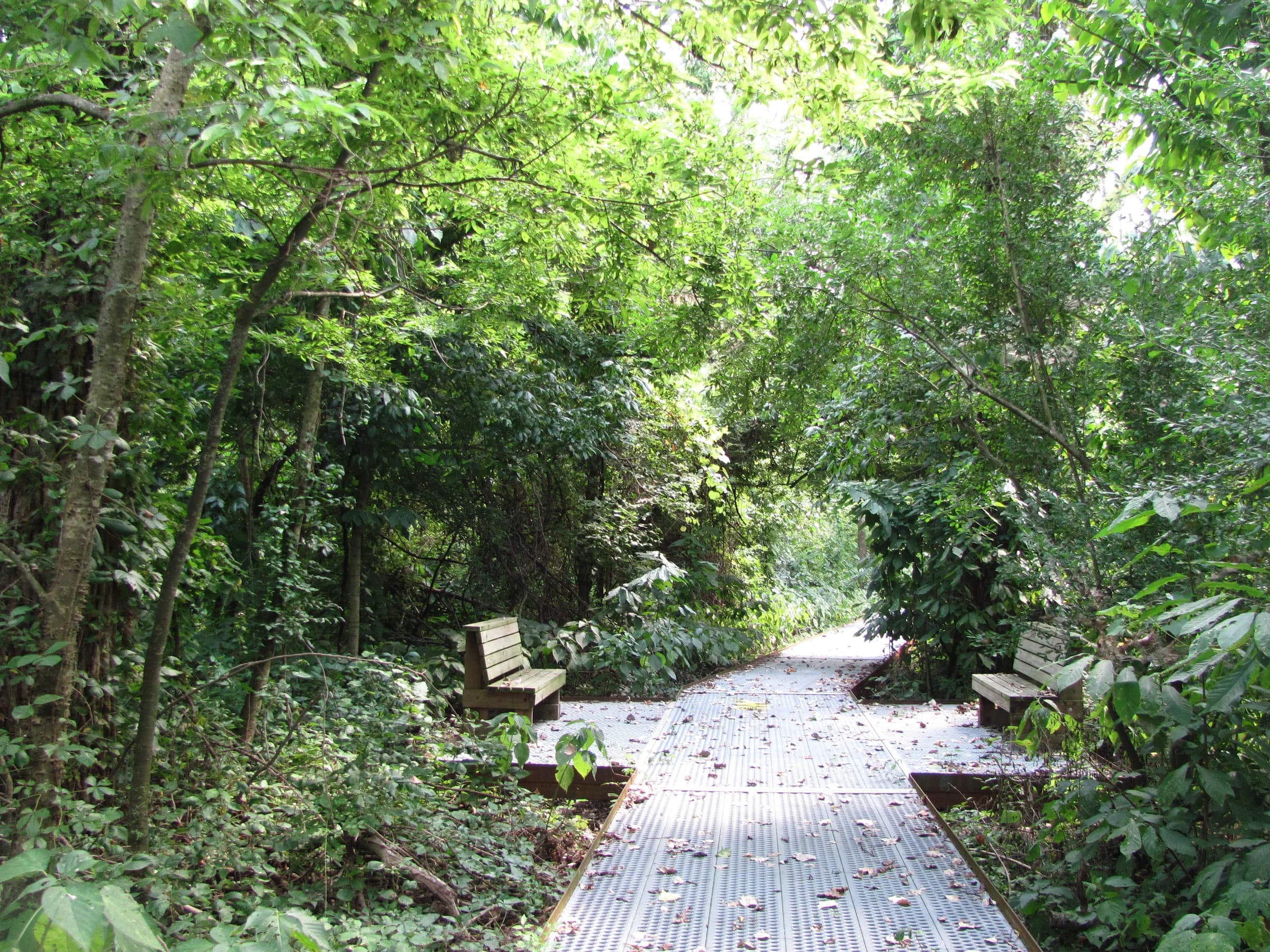 The boardwalk trail through dense green bottomland forest at Big Oak Tree State Park